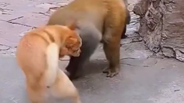 ANGRY DOG vs CRAZY MONKEY 🤣