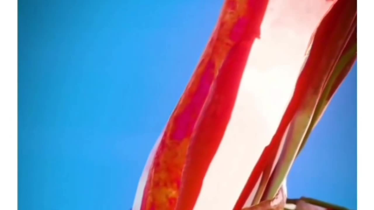 Muscle demo
