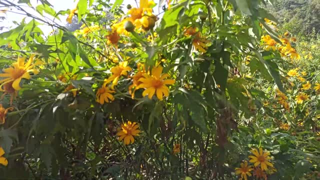 Beautiful Nature Yellow Flower