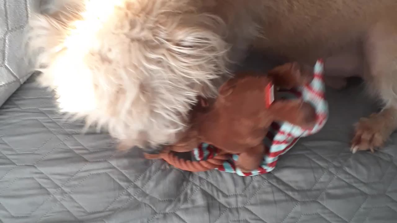 14 DAYS OF CHRISTMAS 2023 DAY 4 12/14/23