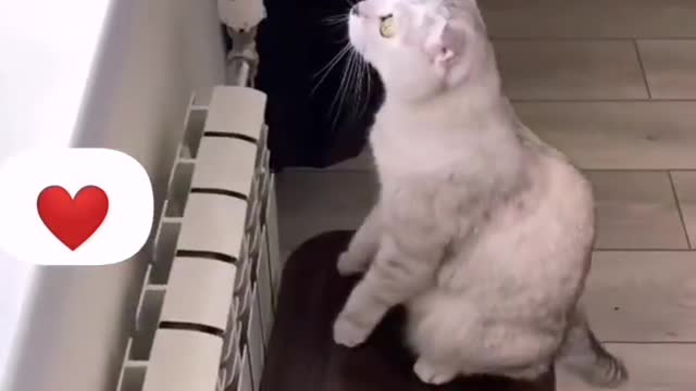 Amazing cat