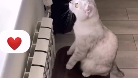 Amazing cat