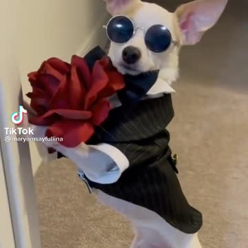 A Puppy love from a Gentle Dog!