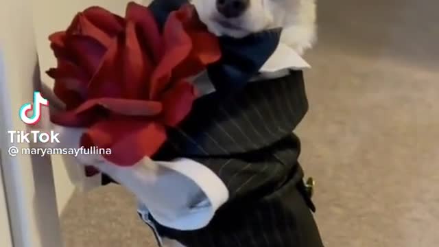 A Puppy love from a Gentle Dog!