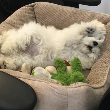 Puppy just being cute