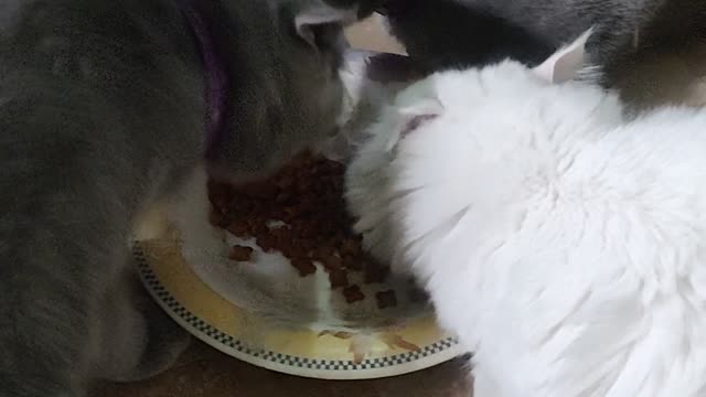 3 Cute Kitties George, Lisa and Snowy enjoying party 🎉🥳