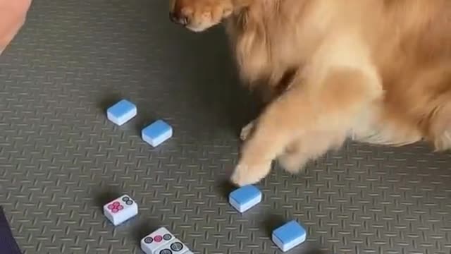 Smart dog plays a game with his owner