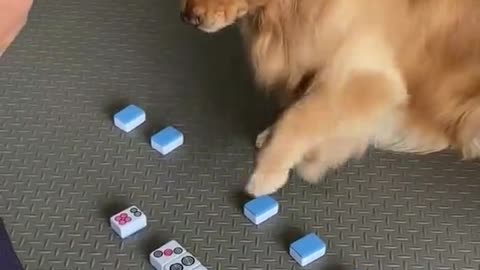 Smart dog plays a game with his owner