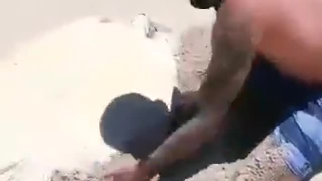 saving upside-down turtle in the beach by baby and two men