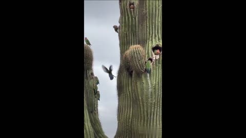 Parrot World in the Nature