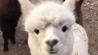 A group of alpacas sniffs the camera lens with big curiosity