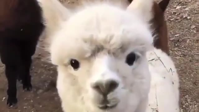 A group of alpacas sniffs the camera lens with big curiosity