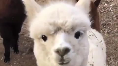 A group of alpacas sniffs the camera lens with big curiosity