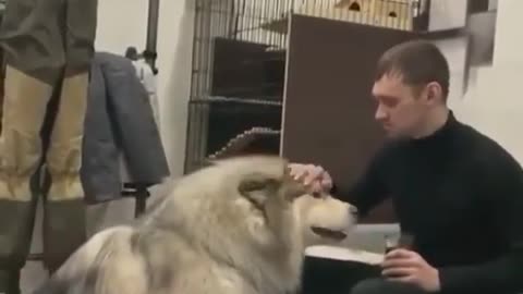 собака не дает пить