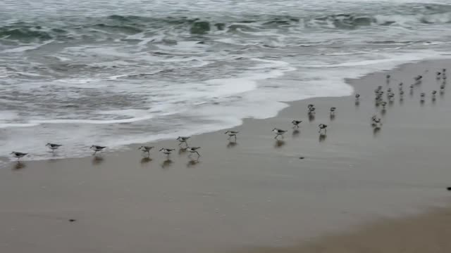 Birds Run Along The Sea Shore
