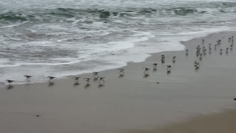 Birds Run Along The Sea Shore