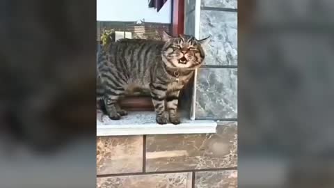 Cats talking !! these cats can speak english better than everybody