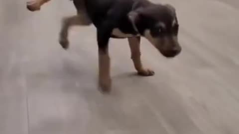 Cute and funny animal compilation