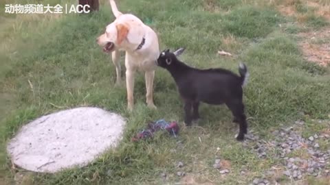 Very, very lovely lambs