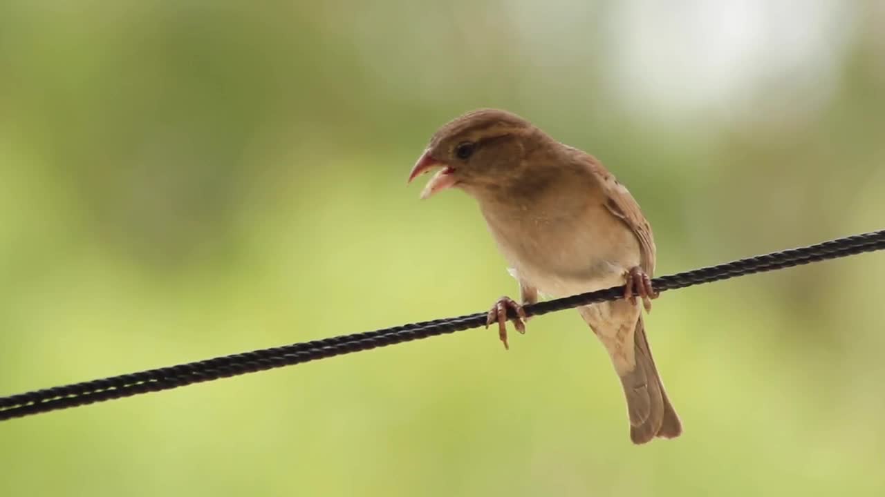 Adorable Singing Bird..🐤🐤🐤