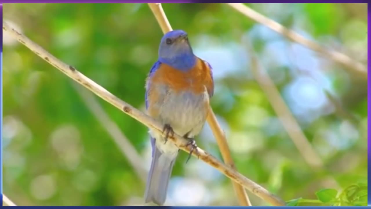 Chilling with Birds