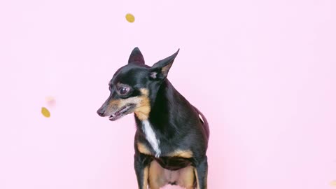 The Miniature Pinscher