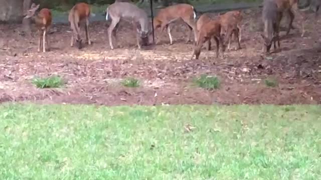 Deer browsing around the house