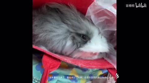 cute rabbit