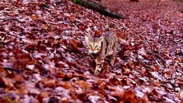 "BEAUTY COSIMO 🔥🔥🔥🔥"