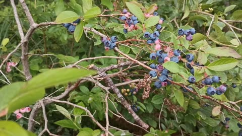 Blueberry Bush