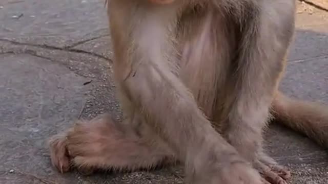 Funny monkey