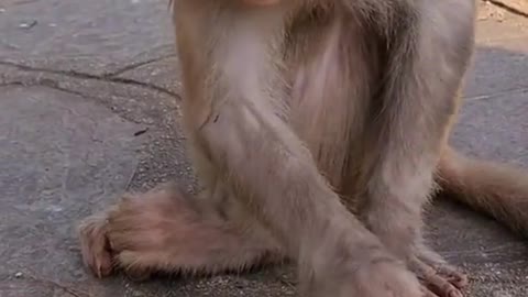 Funny monkey