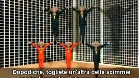 5 scimmie e una banana