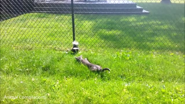 funny baby skunk spraying