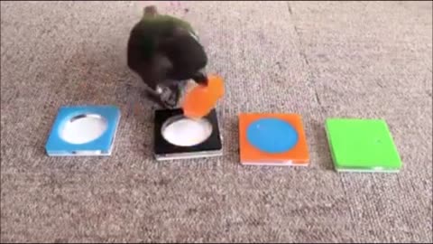 World smartest bird