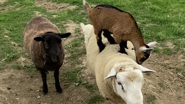 Goat Kids Play The Floor Is Lava on Sheep Pals