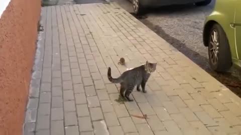 Unbelievable Fight Between Rat And Cat 😁 🐾