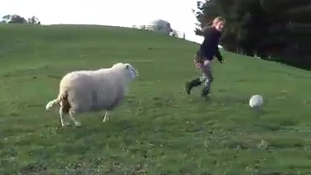 This Amazing Sheep can play football perfectly, Hilarious!