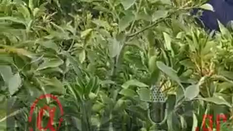 Κηδεία Γεννηματά