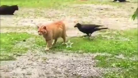 Best Funny Cats And Dogs Compilation 😂