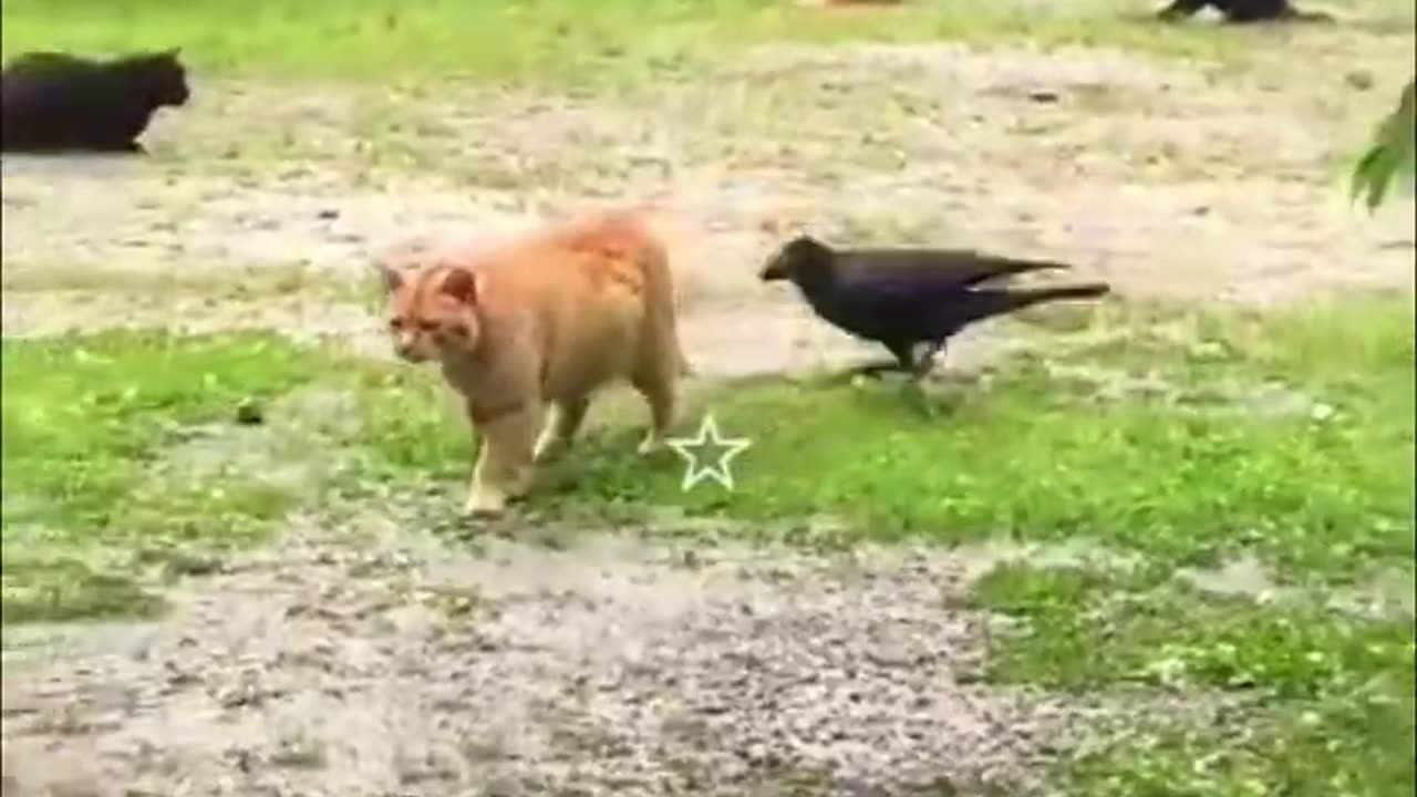 Best Funny Cats And Dogs Compilation 😂