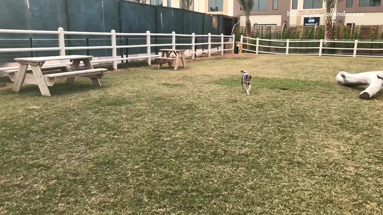 Brown dog blue banana slowmo runs across grass field