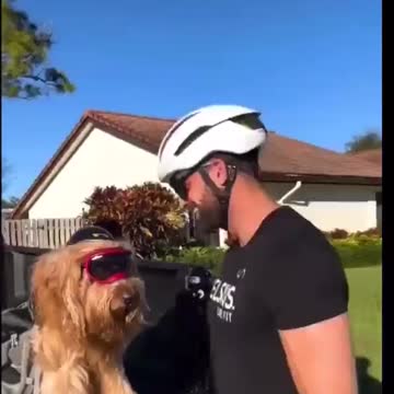 This dog is beautiful