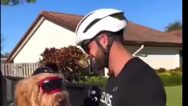 This dog is beautiful