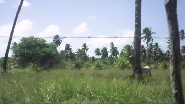 Horses walking through grass