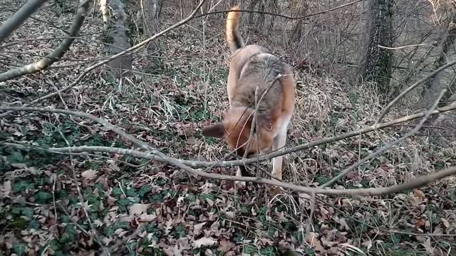 [#1] My Dog play in Forest ~ 1ViralDog