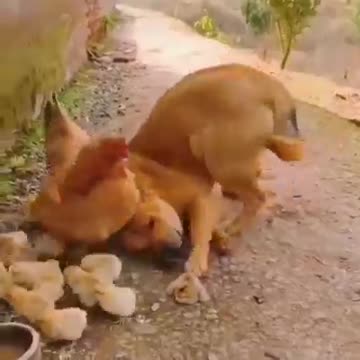 Kindly Dog hen's kids