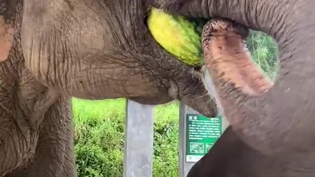 Elephant eating watermelon