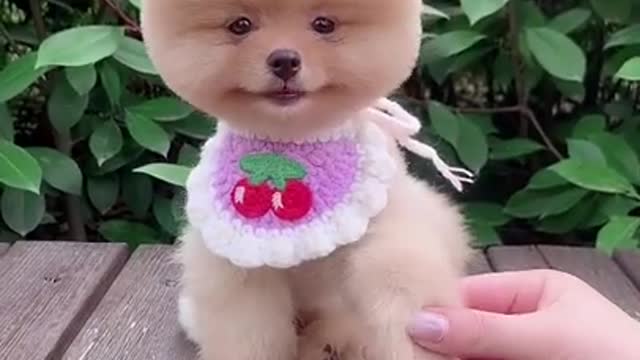 Funny and cute Animals Videos Compilation 2021
