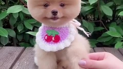 Funny and cute Animals Videos Compilation 2021